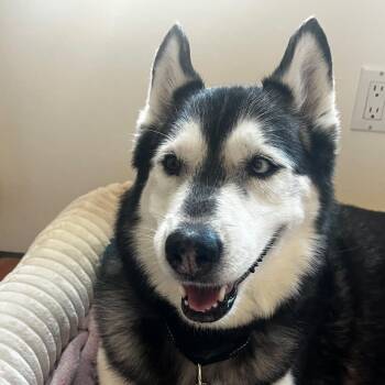 Belitta -  Husky Dog for Adoption in San Rafael, California - Belitta | PetCurious