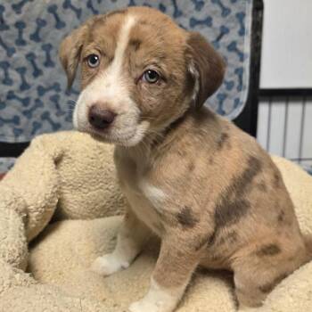 Mixed Breed Dogs Available for Adoption - Swirl | PetCurious