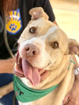 Austin -  Pit Bull Terrier Dog Available for Adoption in El Paso, Texas - Austin | PetCurious