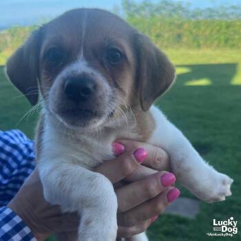 Mickey -  Terrier Dog for Adoption in Washington, District Of Columbia - Mickey | PetCurious