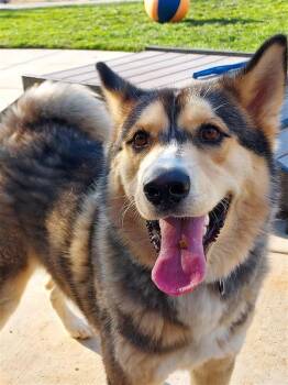 Cinnabum -  Husky Dog for Adoption in Elk Grove, California - Cinnabum | PetCurious