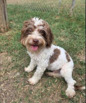 Moon -  Shih Tzu and Miniature Poodle Dog for Adoption in Manvel, Texas - Moon | PetCurious