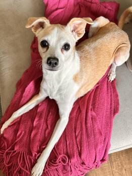 Chihuahua Dogs Available for Adoption in Pasadena, California - Lila | PetCurious