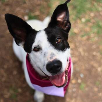 MIRANDA -  Terrier Dog for Adoption in San Antonio, Texas - MIRANDA | PetCurious