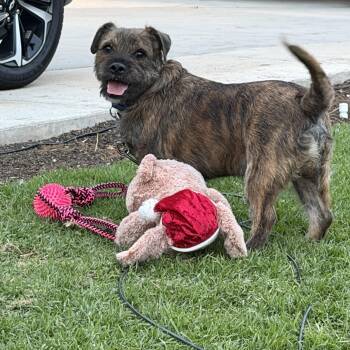 Miniature Schnauzer Dogs Available for Adoption - Bruce  Available For Adoption  | PetCurious