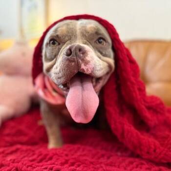 Honeybun Sweets -  English Bulldog and American Bully Dog Available for Adoption in Friendswood, Texas - Honeybun Sweets | PetCurious
