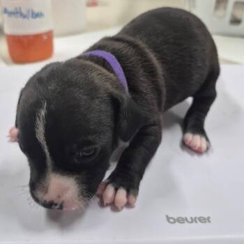 Boxer and Dachshund Dogs Available for Adoption - Violet | PetCurious