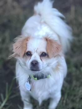 Ozzy -  Chihuahua Dog for Adoption in Ashville, Ohio - Ozzy | PetCurious