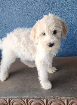Bestie -  Goldendoodle and Standard Poodle Dog for Adoption in Victorville, California - Bestie | PetCurious