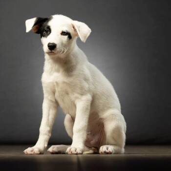 Broward -  Mixed Breed Dog for Adoption in Jupiter, Florida - Broward | PetCurious