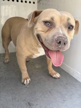 Lady -  Pit Bull Terrier Dog for Adoption in Victorville, California - Lady | PetCurious