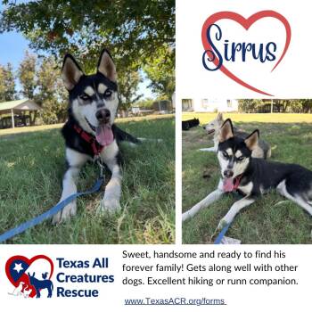 Sirrus -  Husky Dog for Adoption in Alvarado, Texas - Sirrus | PetCurious