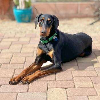 Doberman Pinscher Dogs Available for Adoption in Phoenix, Arizona - Tuckerr | PetCurious