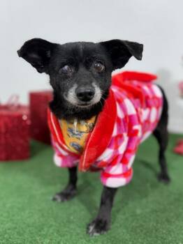 Chihuahua and Mixed Breed Dogs Available for Adoption - Maverick | PetCurious