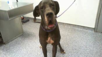 MILLIE -  Great Dane Dog for Adoption in Charlotte, North Carolina - MILLIE | PetCurious