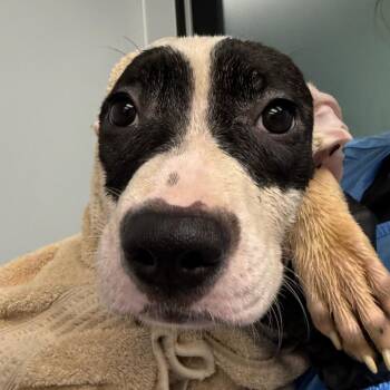 Winifred -  Terrier Dog for Adoption in Abilene, Texas - Winifred | PetCurious