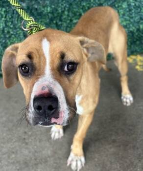 Rescue Mixed Breed Dogs for Adoption in El Paso, Texas - 59807449 | PetCurious