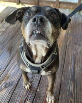 Rescue English Bulldog Dogs for Adoption in Troy, Alabama - Angel (Center) | PetCurious