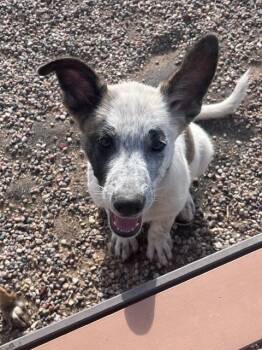 Dot -  Australian Cattle Dog Blue Heeler Dog for Adoption in Lafayette, Colorado - Dot | PetCurious