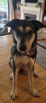 Siberian Husky Dogs Available for Adoption - Nyla | PetCurious