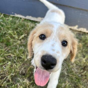 Gideon -  Great Pyrenees and Golden Retriever Dog for Adoption in Pflugerville, Texas - Gideon | PetCurious