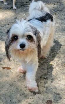 Zippo -  Shih Tzu and Yorkshire Terrier Dog for Adoption in Milton, Florida - Zippo | PetCurious