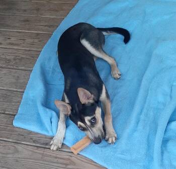 Bibi -  Australian Cattle Dog Blue Heeler and Mixed Breed Dog for Adoption in Livingston, Texas - Bibi | PetCurious