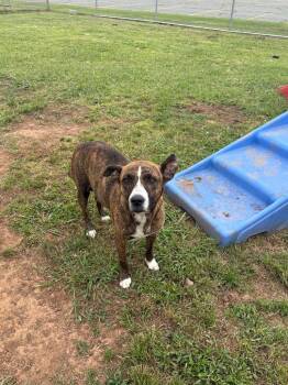 Willow -  Mixed Breed Dog for Adoption in Bossier City, Louisiana - Willow | PetCurious