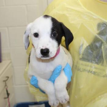 Rockies -  Mixed Breed Dog for Adoption in Auburn, Alabama - Rockies | PetCurious