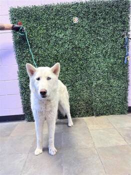 61142269 -  Husky and Mixed Breed Dog for Adoption in El Paso, Texas - 61142269 | PetCurious