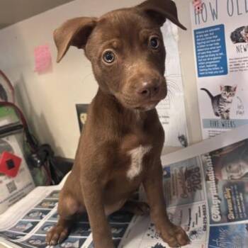 CLOVE -  Labrador Retriever Dog for Adoption in San Antonio, Texas - CLOVE | PetCurious