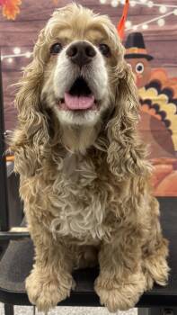 Rescue Cocker Spaniel Dogs for Adoption in Westminster, Maryland - Prince | PetCurious