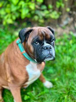 Raine -  Boxer Dog for Adoption in Toronto, Ontario - Raine | PetCurious