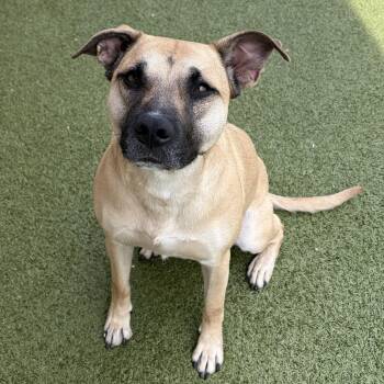Indie -  American Staffordshire Terrier Dog for Adoption in Wenatchee, Washington - Indie | PetCurious