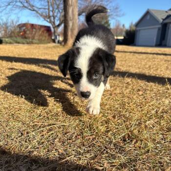 Mixed Breed Dogs Available for Adoption - Edward | PetCurious