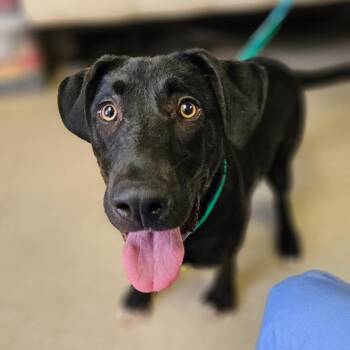 Mixed Breed Dogs Available for Adoption in New York, New York - Lee | PetCurious