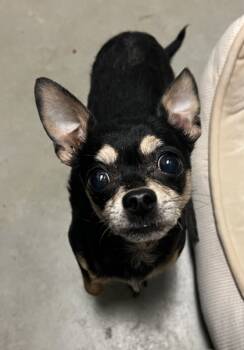 Rescue Mixed Breed Dogs for Adoption in Fallston, Maryland - Roscoe | PetCurious