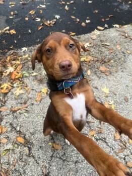 Rescue Mixed Breed Dogs for Adoption in Chicago, Illinois - Catherine Pierce | PetCurious