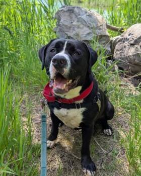 Paco (Picasso) -  Mixed Breed Dog for Adoption in Montreal, Quebec - Paco (Picasso) | PetCurious