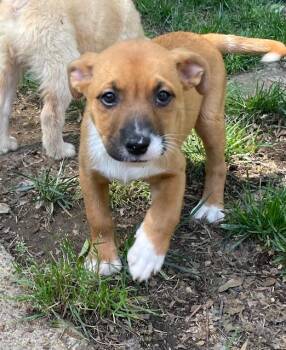 Husky and Chihuahua Dogs Available for Adoption in Memphis, Tennessee - Smudge | PetCurious