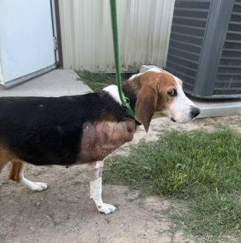 Rainey (tripod hound lady looking for hero) -  Treeing Walker Coonhound and Hound Dog for Adoption in Conway, South Carolina - Rainey (tripod Hound Lady Looking For Hero) | PetCurious