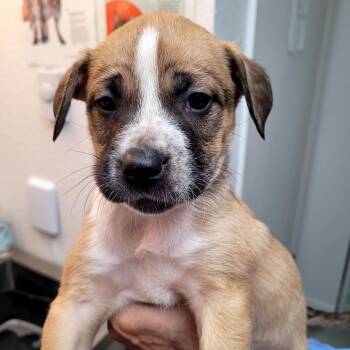 Mixed Breed Dogs Available for Adoption in Belfair, Washington - Petunia | PetCurious