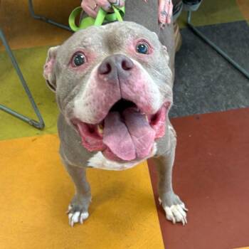 Chaco -  Pit Bull Terrier Dog for Adoption in Philadelphia, Pennsylvania - Chaco | PetCurious