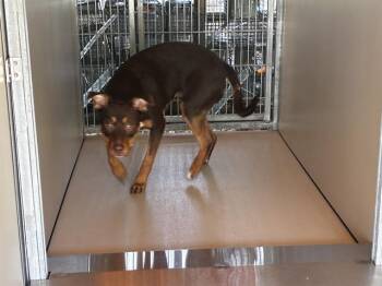 Rescue Australian Cattle Dog Blue Heeler and Mixed Breed Dogs for Adoption in Ocala, Florida - GENESIS | PetCurious