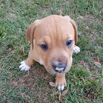 Pit Bull Terrier and Rhodesian Ridgeback Dogs Available for Adoption in Austin, Texas - Brownie | PetCurious