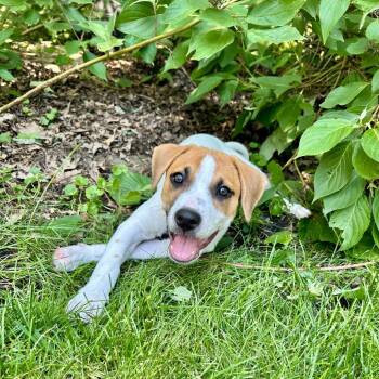 Duchess -  Hound and Mixed Breed Dog for Adoption in South Elgin, Illinois - Duchess | PetCurious