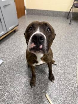 Pit Bull Terrier and Mixed Breed Dogs Available for Adoption - Aubree | PetCurious