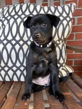 Rescue Labrador Retriever Dogs for Adoption in Fosters, Alabama - RILEY | PetCurious
