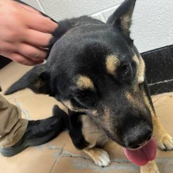 Starshine -  Mixed Breed Dog for Adoption in Gadsden, Alabama - Starshine | PetCurious