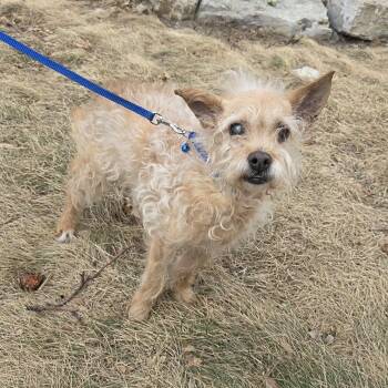 Terrier Dogs Available for Adoption - MALONE | PetCurious